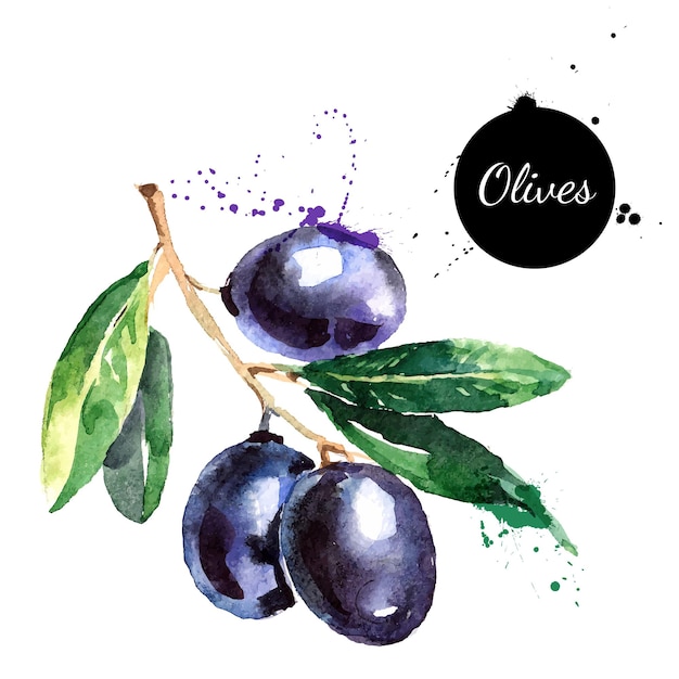 Hand drawn watercolor painting on white background Vector illustration of fruit olives