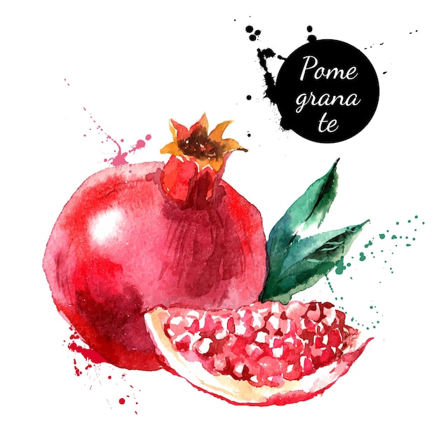 Hand drawn watercolor painting on white background Vector illustration of fruit pomegranate