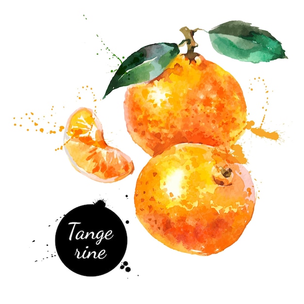 Hand drawn watercolor painting on white background Vector illustration of fruit tangerine