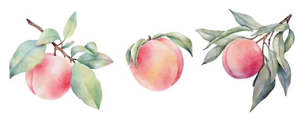 Hand drawn watercolor peaches set with green leaves isolated on white background