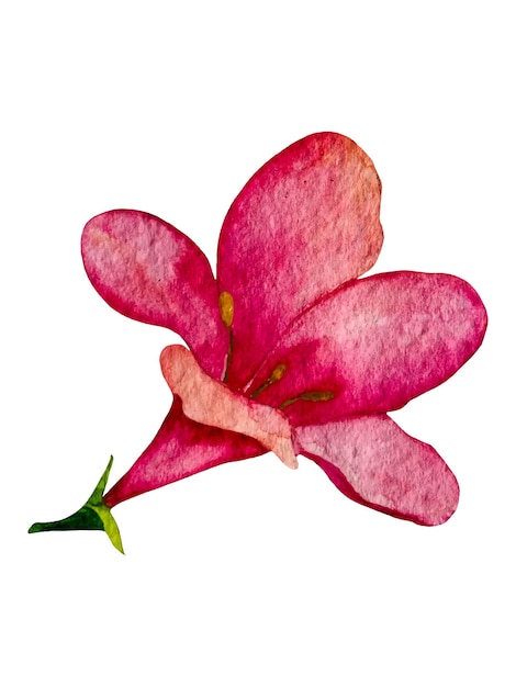 Hand-drawn watercolor pink flower of weigela