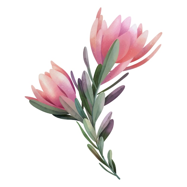 Hand drawn watercolor pink protea flowers, isolated illustration on a white background