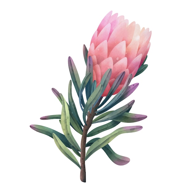 Vector hand drawn watercolor pink protea flowers, isolated illustration on a white background