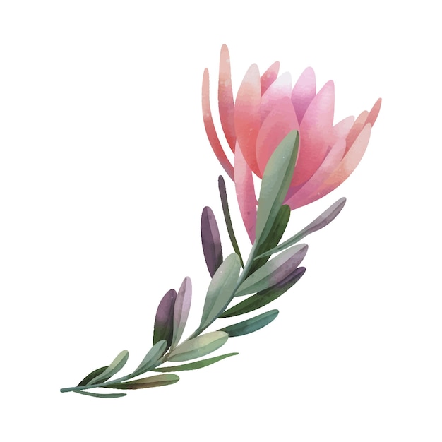 Hand drawn watercolor pink protea flowers, isolated illustration on a white background