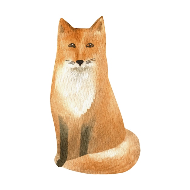 Hand drawn watercolor red fox Realistic forest animal