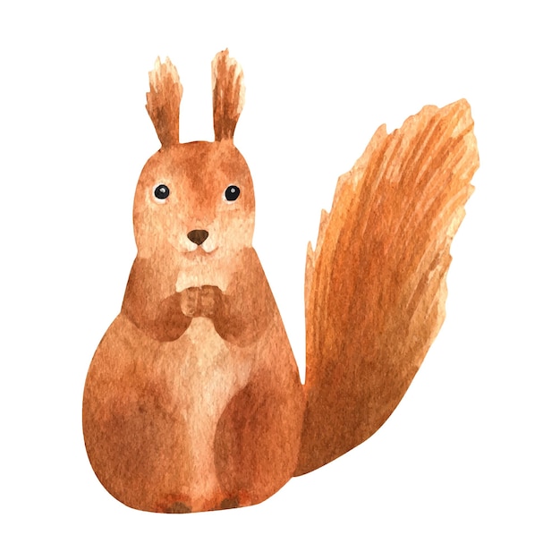 Hand drawn watercolor red squirrel Realistic forest animal