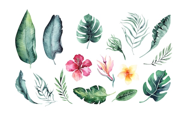 Hand drawn watercolor tropical plants Exotic palm leaves jungle tree brazil tropic botany elements