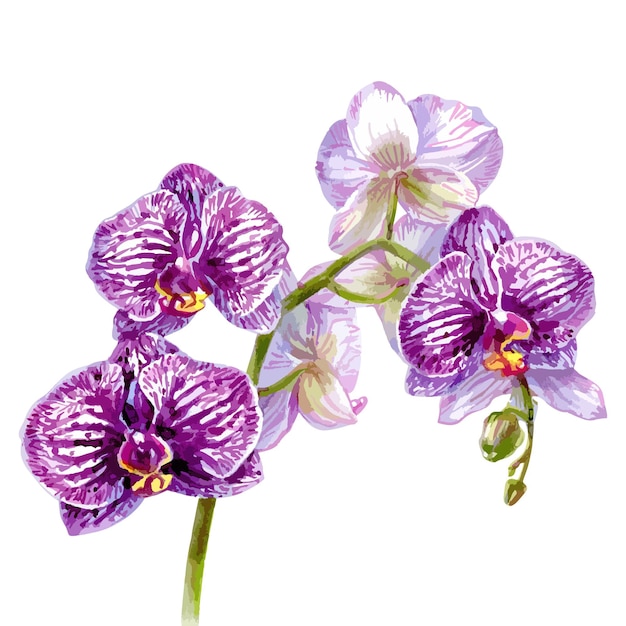 Hand drawn watercolor vector of orchid cattleya flower