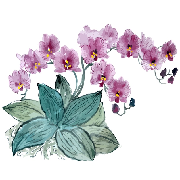 Hand drawn watercolor vector of orchid flowers