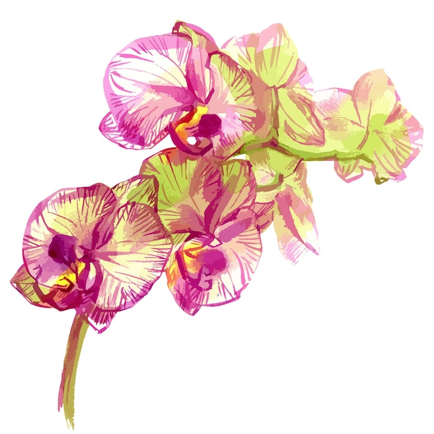 Hand drawn watercolor vector of orchid phalaenopsis flower