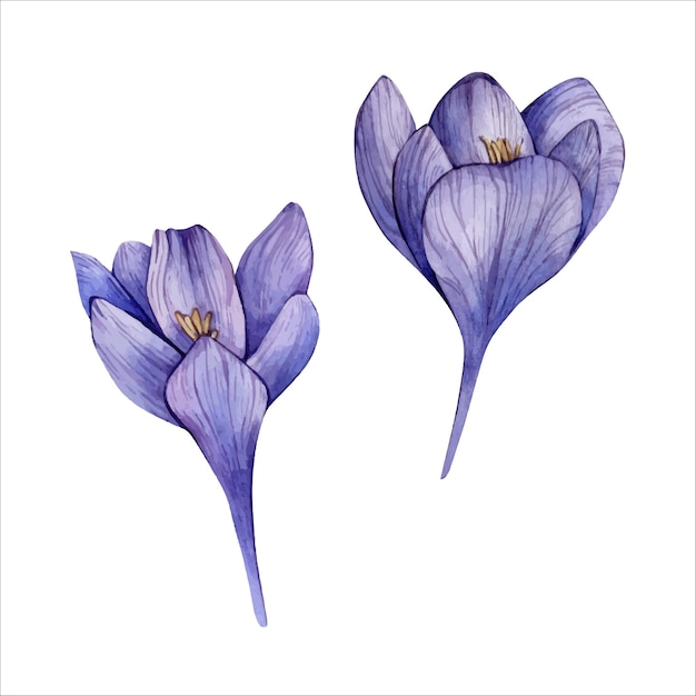 Hand Drawn Watercolor Veri Peri Crocus Flower isolated on white Watercolour Floral Clipart