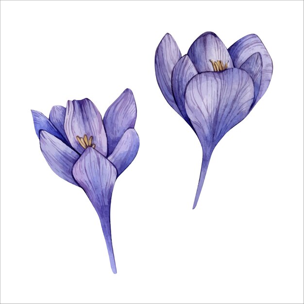 Vector hand drawn watercolor veri peri crocus flower isolated on white watercolour floral clipart