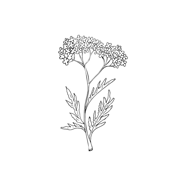 Vector hand drawn weed for making potion floral branch and flower botanical rustic greenery sketch