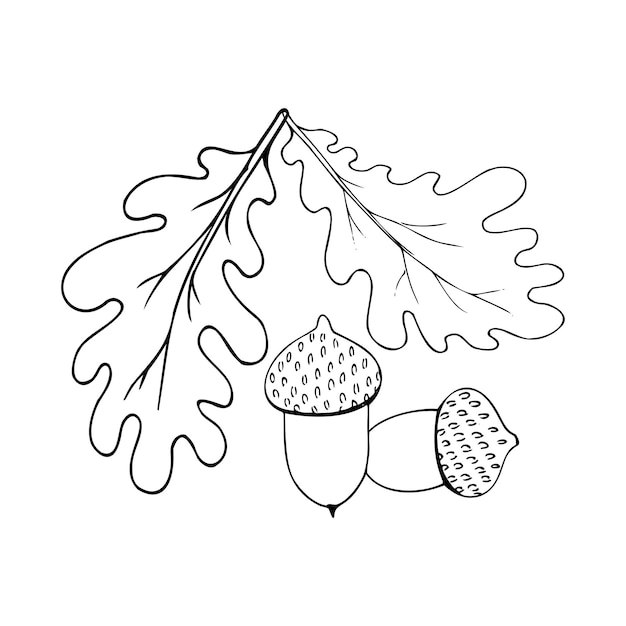 Hand drawn wild acorn with leaves on a white background isolated