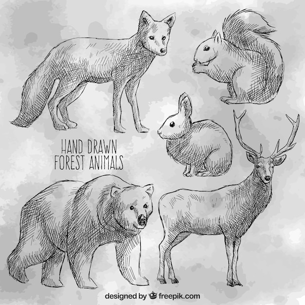 Hand drawn wild animals