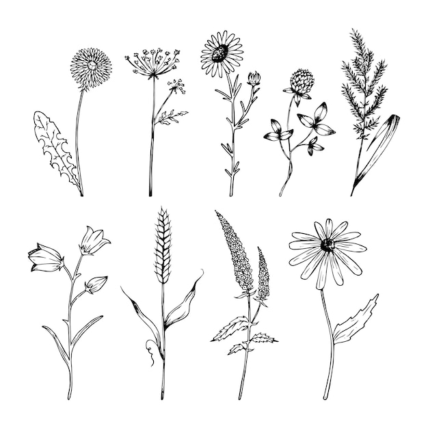 Hand drawn wildflowers set in realistic style Wildflowers sketch Outline