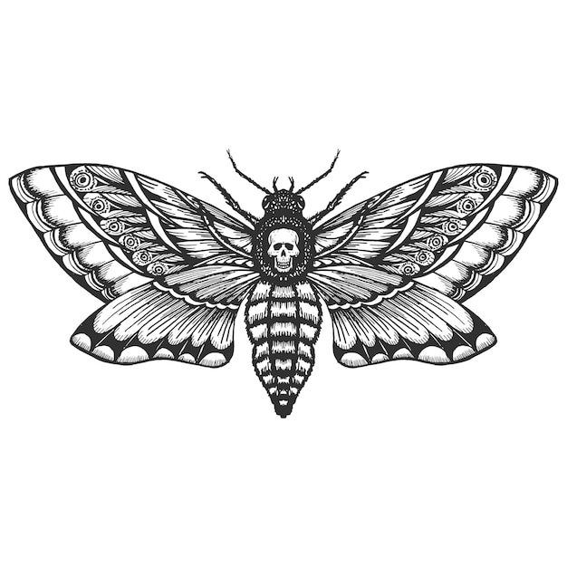 Hand drrawn monochrome deadhead butterfly isolated vector