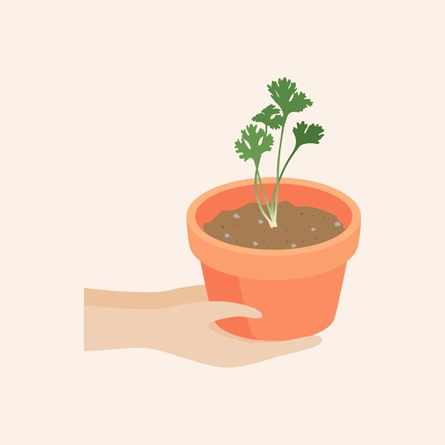 Hand holding a flowerpot With coriander vector