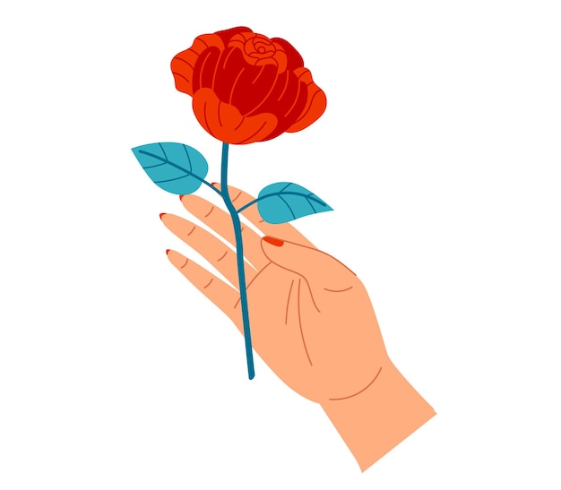 Hand holding a red rose with two leaves on a white background simple elegant gesture of giving a