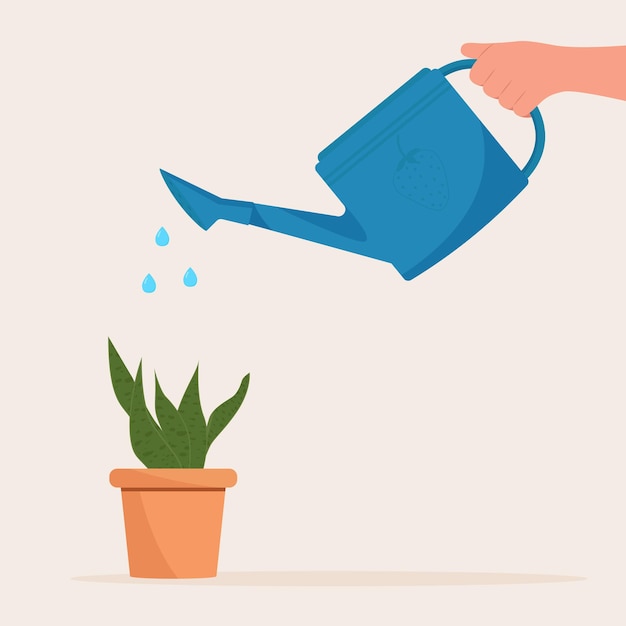 Hand holding watering can Watering home plant in pot