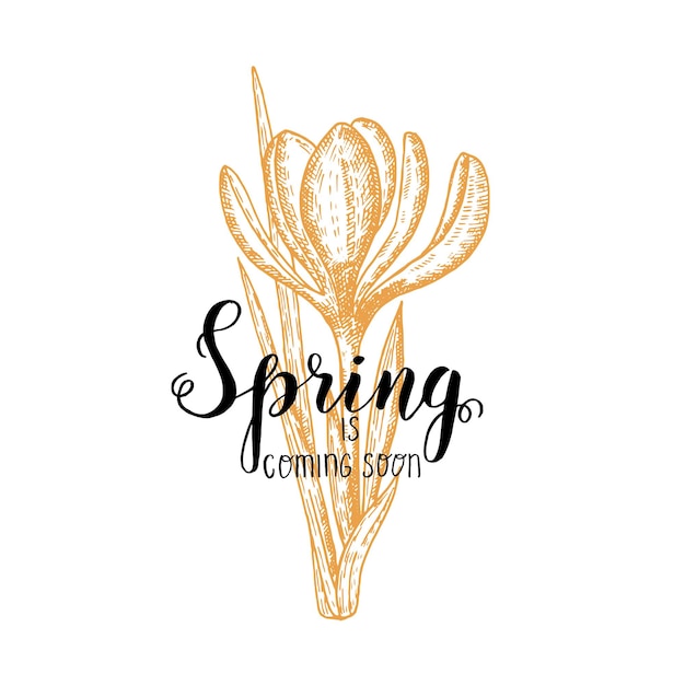 Hand made lettering - spring is coming soon. Vintage hand drawn crocus. Sketch. Spring flowers.