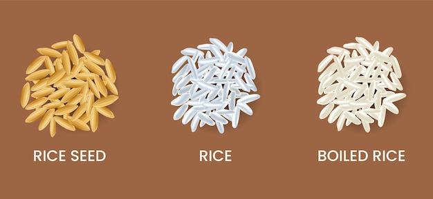 Hand made realistic rice vector illustration