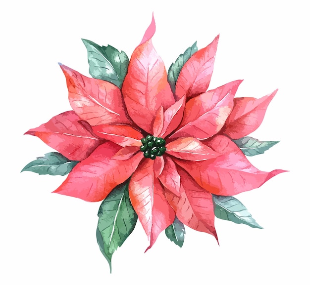 Hand Painted Poinsettia Watercolor Illustration