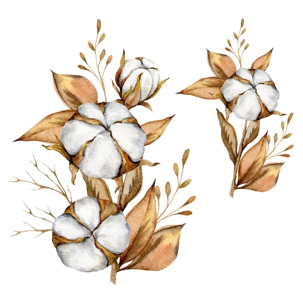 Hand Painted Watercolor cotton flowers Cotton plant boll set Cotton Watercolor Illustration