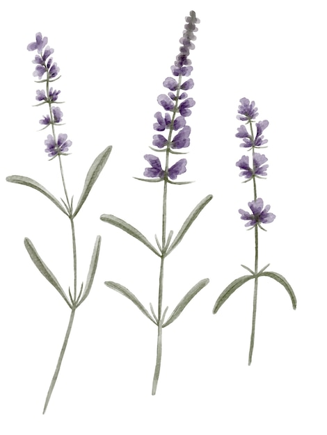 Hand painted watercolor individual lavender sprigs