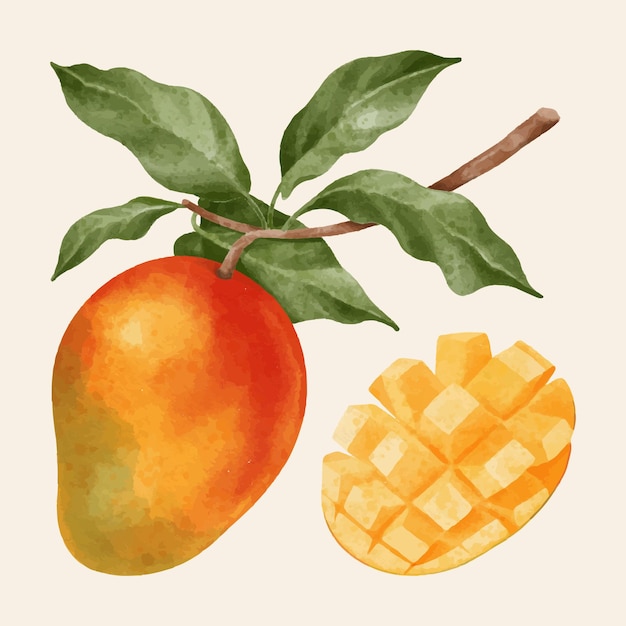 Vector hand painted watercolor mango collection