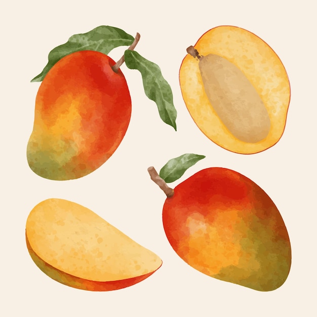 Vector hand painted watercolor mango collection