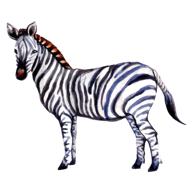 Hand painted watercolor zebra illustration.