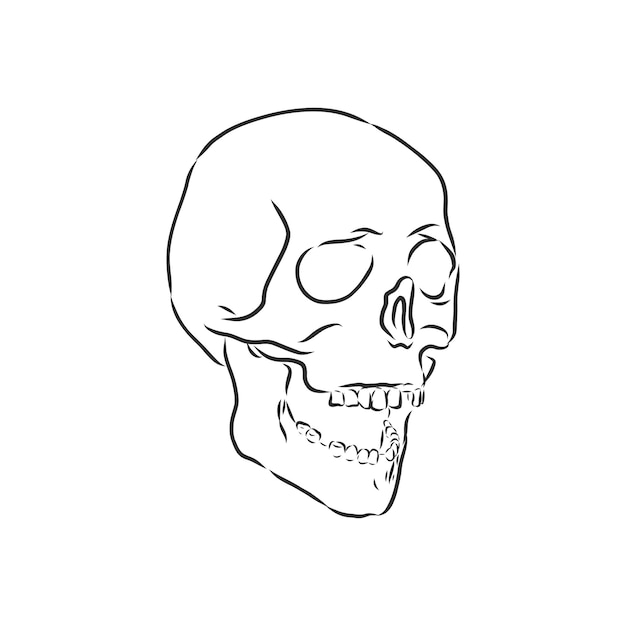 Hand painting of human skull human skull vector sketch illustration