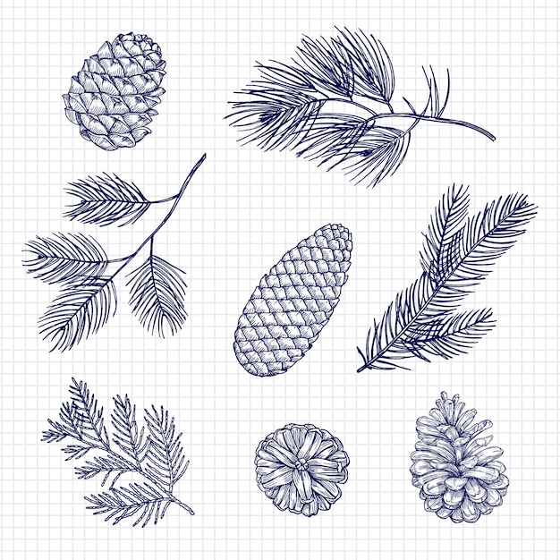 Hand sketched fir tree branches and cones vector illustration