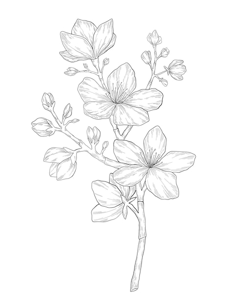 Handdrawn almond flower illustration Botanical illustration of spring blooming tree