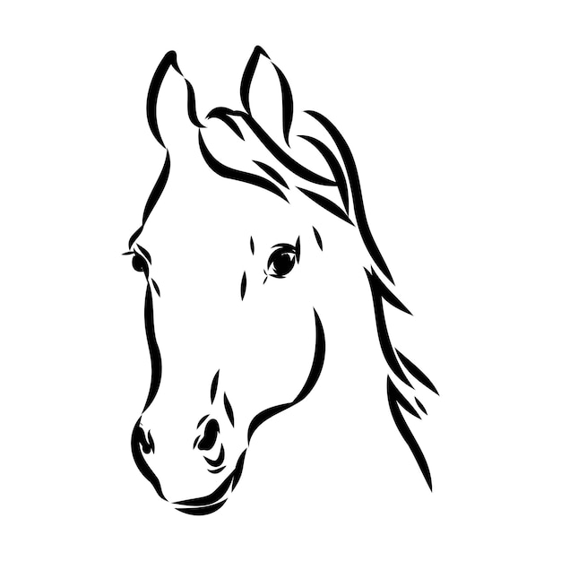 Handdrawn of arabian horse sketch with pen in vector format eps