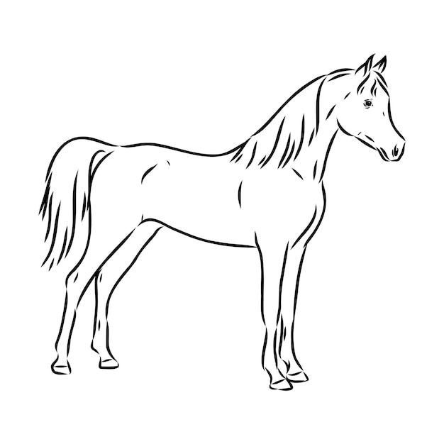 Handdrawn of arabian horse sketch with pen in vector format eps