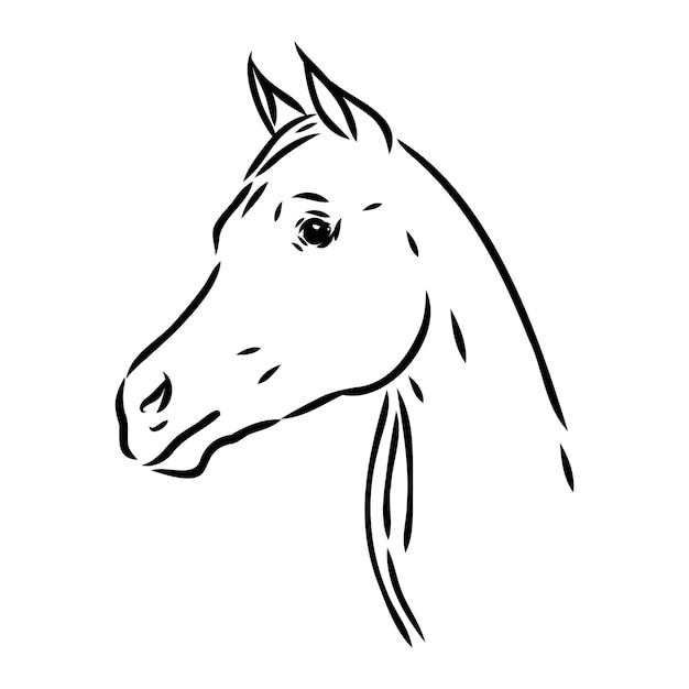 Handdrawn of arabian horse sketch with pen in vector format eps