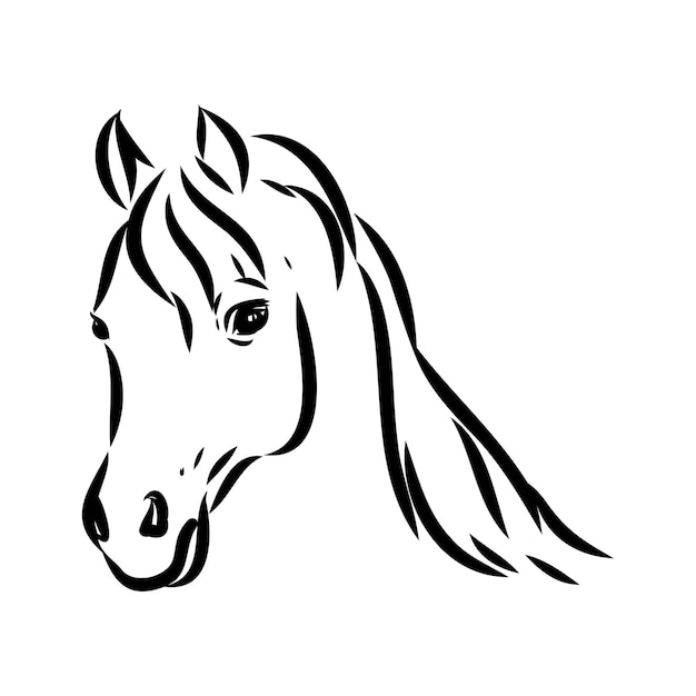 Handdrawn of arabian horse sketch with pen in vector format eps