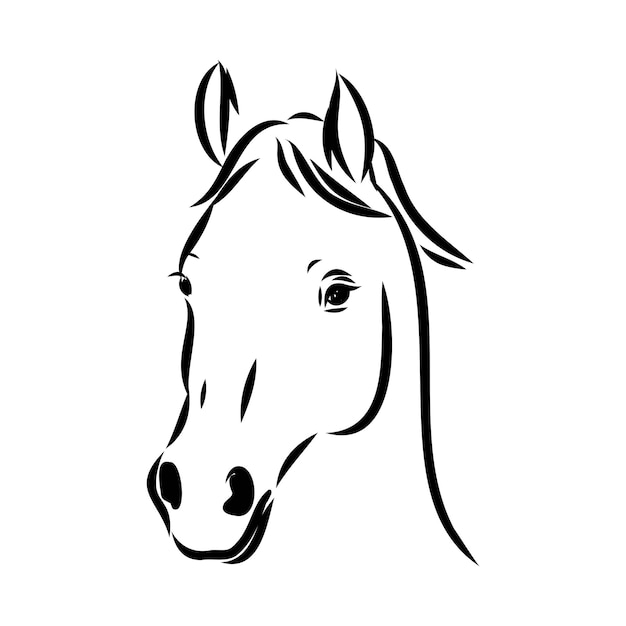 Handdrawn of arabian horse sketch with pen in vector format eps