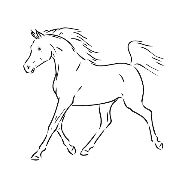 Handdrawn of arabian horse sketch with pen in vector format eps