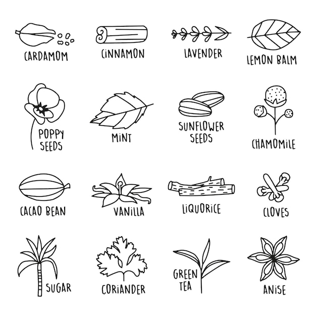 Handdrawn baking spices vector illustration