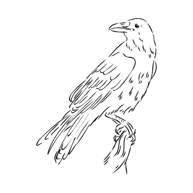 Handdrawn black crow raven bird sketch vector illustration