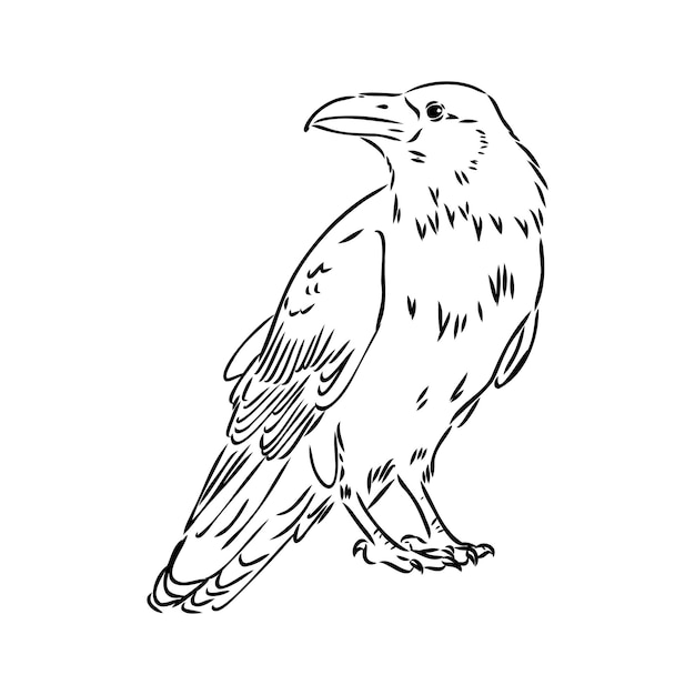 Handdrawn black crow raven bird sketch vector illustration