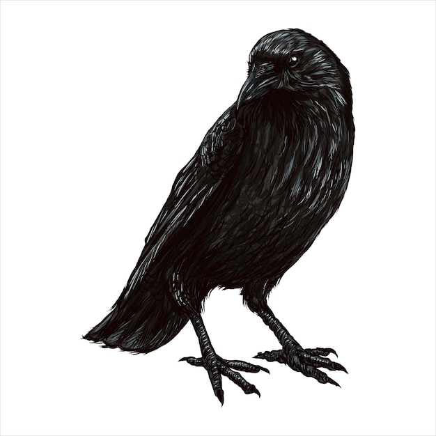 Handdrawn black crow Raven bird sketch vector illustration