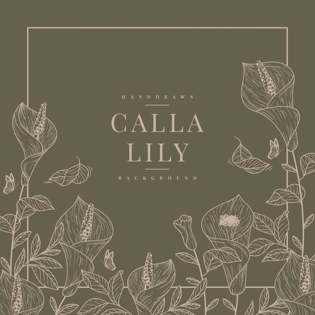 handdrawn calla lily background