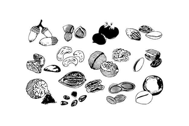 Vector handdrawn collection of various nuts and seeds vector icon design