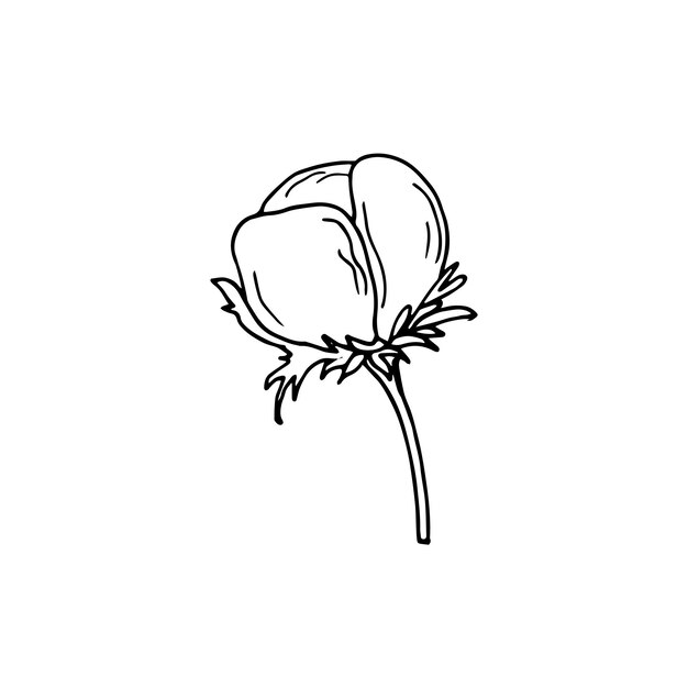 Handdrawn Cotton flower Natural blossom fluffy fiber on a stem Isolated vector illustration