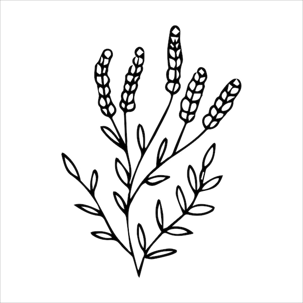 Handdrawn doodle plant element for floral design concept