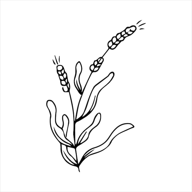 Handdrawn doodle plant element for floral design concept